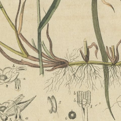 Two Grasses with Flower Details, Antique Bertuch Print, circa 1818, close-up 3