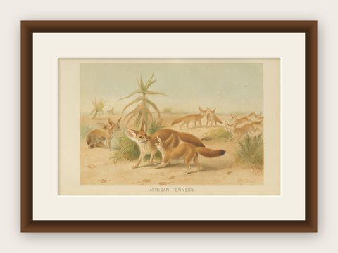 African Fennecs, Antique Desert Fox Chromolithograph, 1894, shown framed
