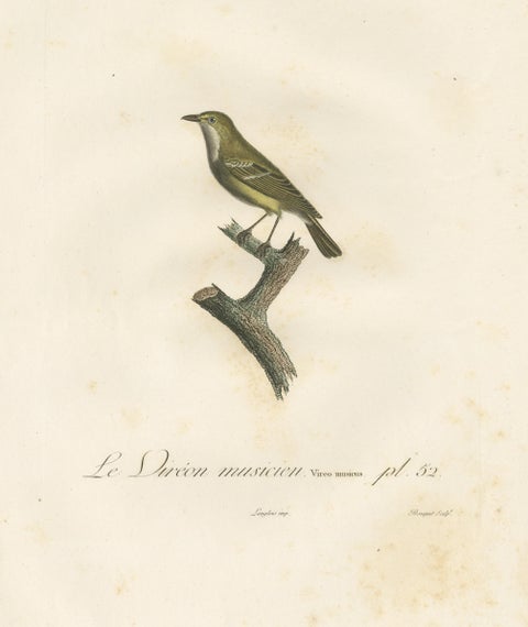 Large Antique Vireo Bird Illustration - 1807 Vieillot Handcolored Print, view 3