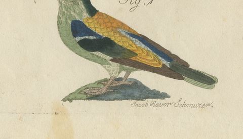 Hoopoe, Roller and Crossbills, Antique Bertuch Print, Vienna, circa 1805, close-up 2
