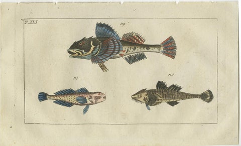 Set of 4 Antique Fish Prints - Snake Blenny - Lumpfish - Snipefish, view 2