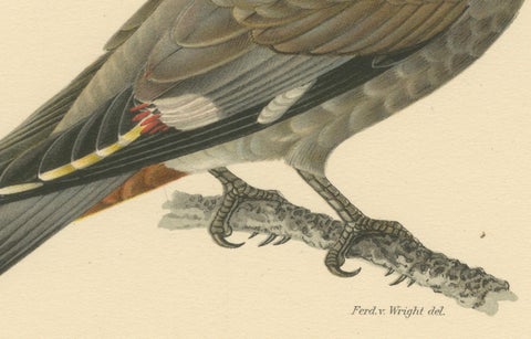 Ampelis Garrulus - Hand-colored Bohemian Waxwing Lithograph, 1927, close-up 1