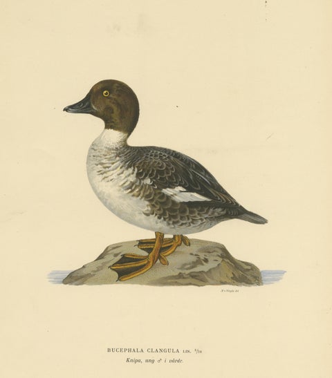 Serene Observer: Vintage Bird Print of The Common Goldeneye by Magnus von Wright, view 3