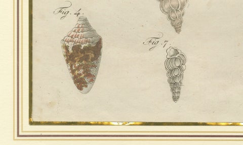 Antique Exotic Seashells & Cone Shells Engraving, Bertuch, c.1800, close-up 5