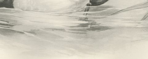 Tufted Duck, Antique Bird Print after Lilian Medland, circa 1909, close-up 1