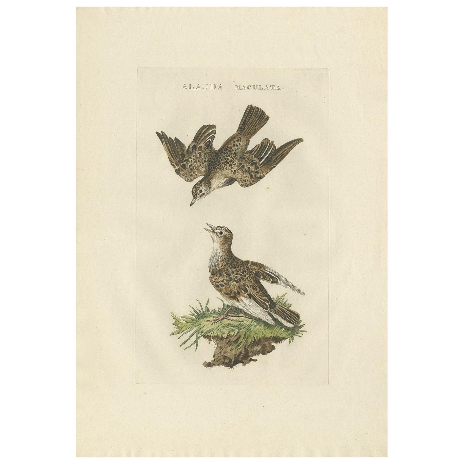 Eurasian Skylark, Antique Bird Engraving by Nozeman and Sepp, 1809