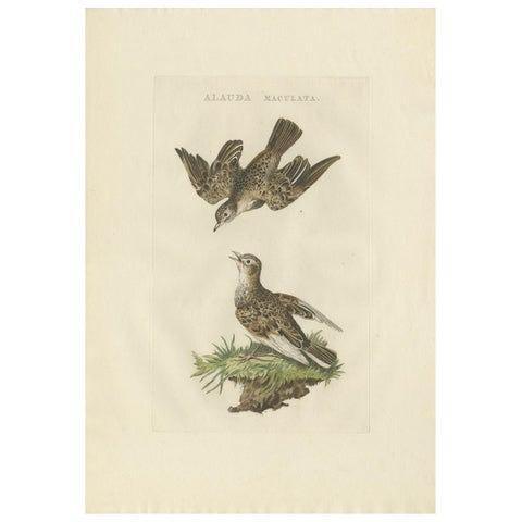 Eurasian Skylark, Antique Bird Engraving by Nozeman and Sepp, 1809