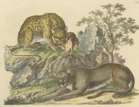 Antique Jaguar & Cougar Lithograph by Karl Joseph Brodtmann, 1816, close-up 5