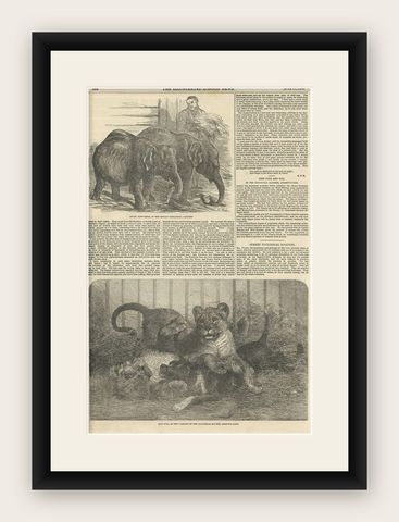 Antique Print of Pigmy Elephants and Lion Cubs, 1854, shown framed
