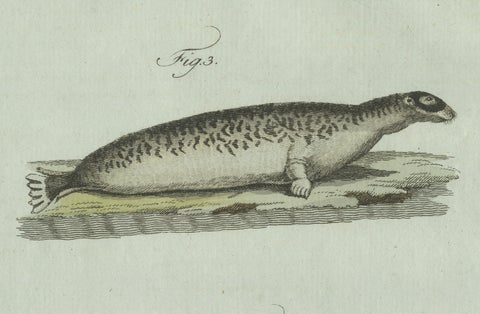 Original Antique Print of Four Seals by Bertuch, c. 1800, close-up 4