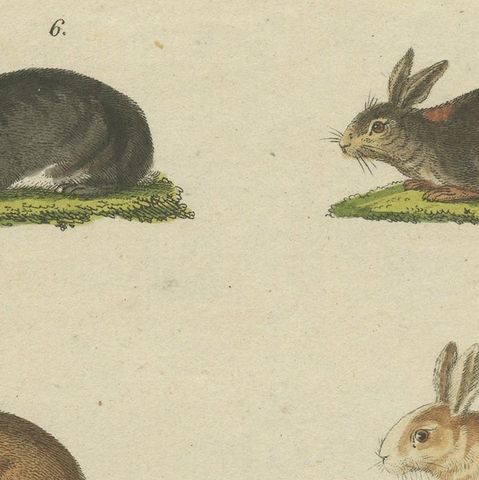 Original Antique Print of a Mountain Hare, Rabbit and Others, close-up 1