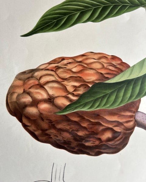 Annona Reticulata, Custard Apple Botanical Lithograph c.1864, view 7