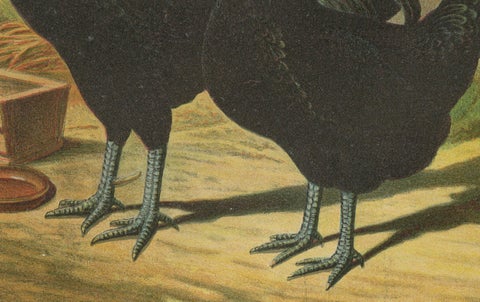 The Distinguished Black Dutch White-Crested Chicken - Rare 19th Century Poultry, close-up 1