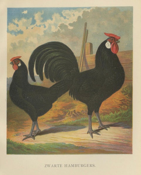 The Sleek Black Hamburg Chicken - A Rare 19th Century Poultry Lithograph, close-up 5