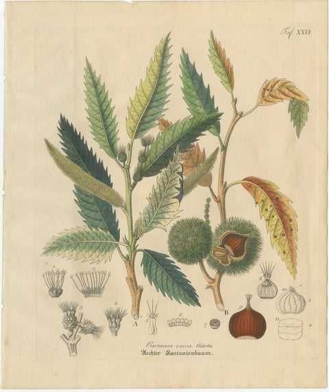 Antique Carob Botanical Print, Ceratonia Siliqua, Hand Colored, c.1831, view 2