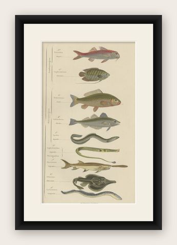 Antique Hand-Colored Print of Various Fishes, incl Merlin, Carper, Gourami, 1854, shown framed