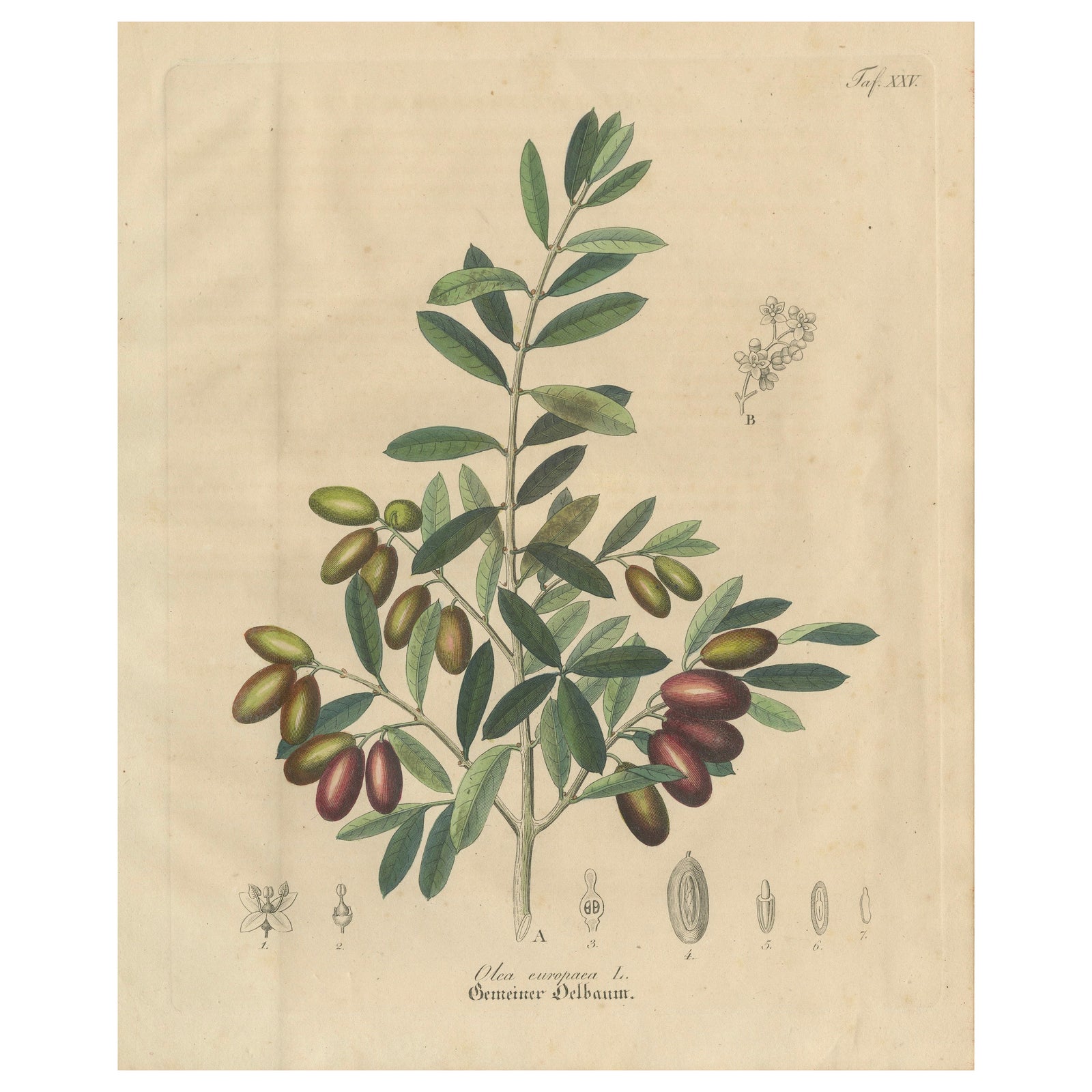Antique Olive Botanical Print, Hand Colored Copper Engraving, c.1831