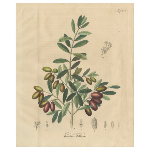 Antique Olive Botanical Print, Hand Colored Copper Engraving, c.1831