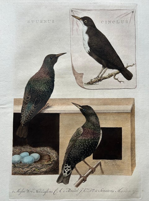 Antique Bird Print, Starling & White-throated Dipper by Nozeman & Sepp, 1770, view 3
