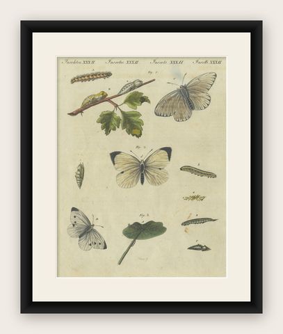 Beautiful 1805 Hand-Colored Engraving of Butterfly Life Cycle from Bertuch, shown framed