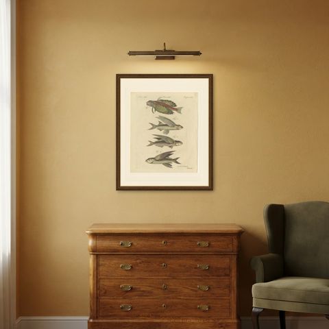 Flying Fish with a Flying Gurnard, Antique Bertuch Print, circa 1805, shown framed in a room