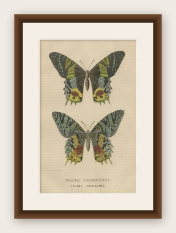 Transcending Time: Urania Prometheus, A Lepidopteral Legacy - Circa 1845, shown framed