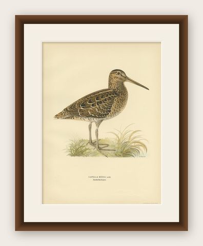 Antique Bird Print of the Great Snipe by Von Wright, 1929, shown framed