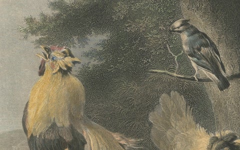 Tranquil Homestead: A Family of Chickens, circa 1860, close-up 4