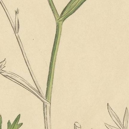 Antique Botany Print 'Pimpinella Saxifraga' by J. Sowerby, 1797, close-up 2