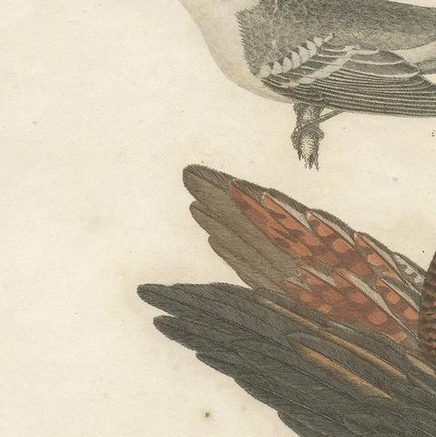Antique Bird Print of the Pinnated Grouse and Warblers by Wilson 'c.1820', close-up 1
