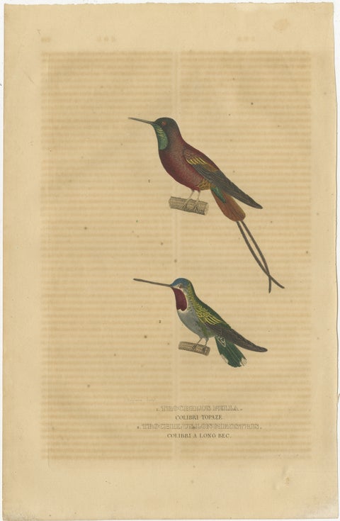 Old Bird Print of a Crimson Topaz and a Long-billed Starthroat Hummingbird, 1845, view 2