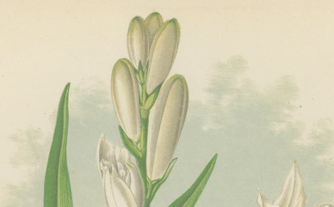 Paradise Lily (Anthericum liliastrum), Hand-Coloured Botanical Print, 1874, close-up 2