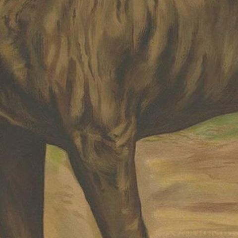 Antique Print of a Boxer Dog by Th. Breidwiser, 1879, close-up 1