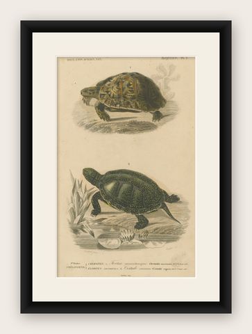 Turtle Print of Moorish Tortoise and European Pond Turtle, c.1850, Orbigny, shown framed