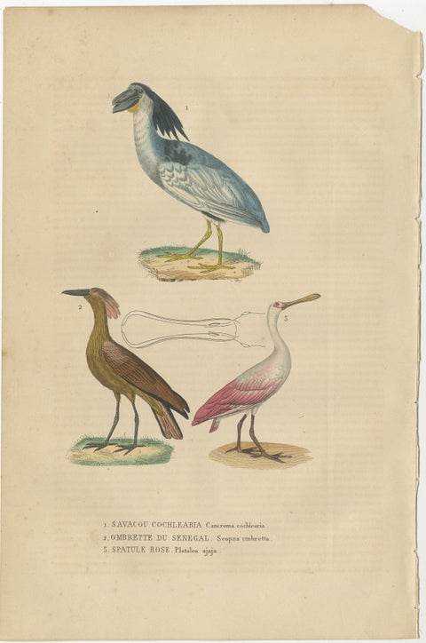 Original Hand-Colored Print of a Boatbill, Hammerhead and a Pink Spoonbill Bird, view 2