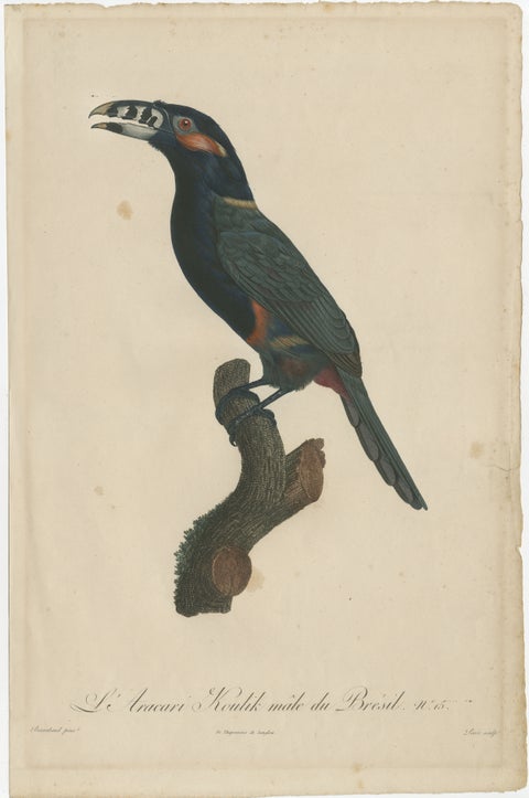 Stunning Hand-Colored Antique Prints of a Toucan, 1806, Rare!, view 2