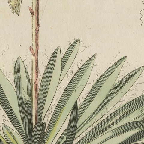 Yucca Adam's Needle in Full Flower, Antique Bertuch Print, circa 1812, close-up 6
