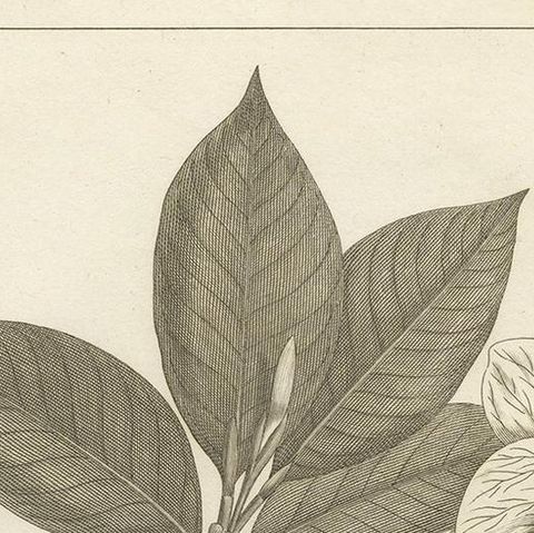 Antique Print of the Crown Gardenia Plant by Symes, '1800', close-up 1