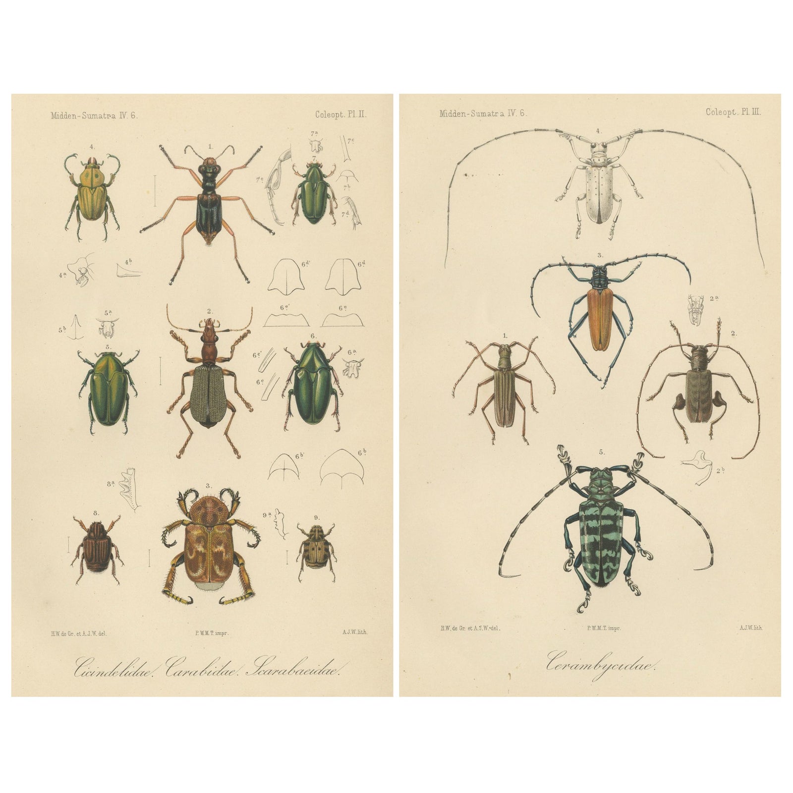 Set of 2 Antique Beetle Prints, Scarab, Ground & Longhorn Beetles, Sumatra 1887