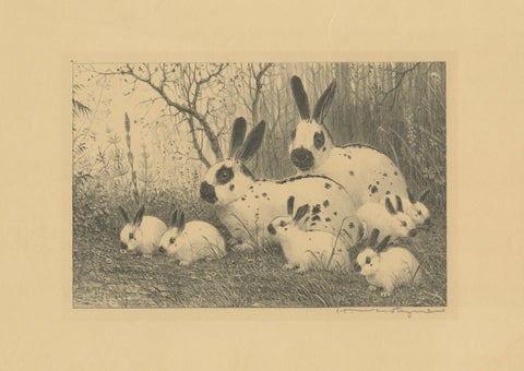 English Spot Rabbits, Wildlife Lithograph by Henri Verstijnen, c.1925, close-up 1