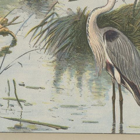 Antique Bird Print of a Grey Heron, close-up 2