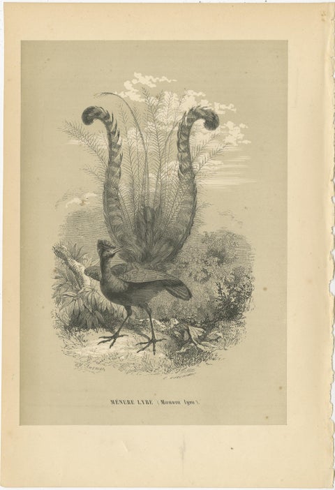 Antique Print of a Famous Australian Native Bird Named The Lyrebird, 1853, view 2