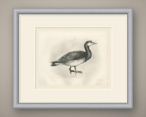 Barnacle Goose Standing at the Water's Edge after Lilian Medland, c. 1909, shown framed