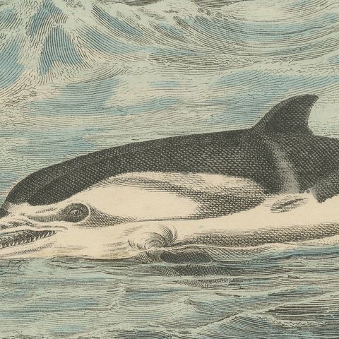 Antique Whaling Scene Print with Bowhead Whale, Dolphin and Sea Lion, circa 1890, close-up 3
