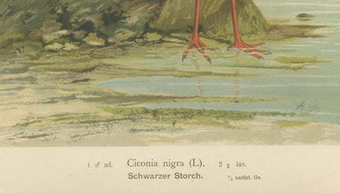 Black Storks by the Water, Elegant Antique Bird Chromolithograph c.1880, close-up 6