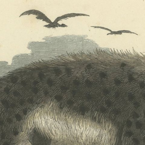 Die gefleckte Hyäne (Spotted Hyena) - Hand-Colored Zoological Print, Circa 1840, close-up 5