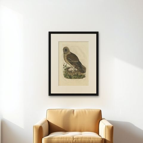 Strix Ulula, Hand-Coloured Engraving of Short-Eared Owl with Eggs, 1770–1829, shown framed on a wall