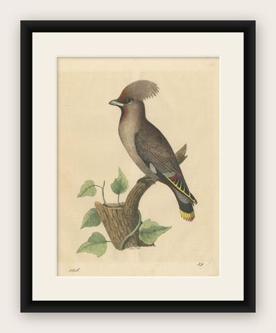 1846 Waxwing - Rare Hand-Colored Lithograph from Hoffmann's Book of the World, shown framed