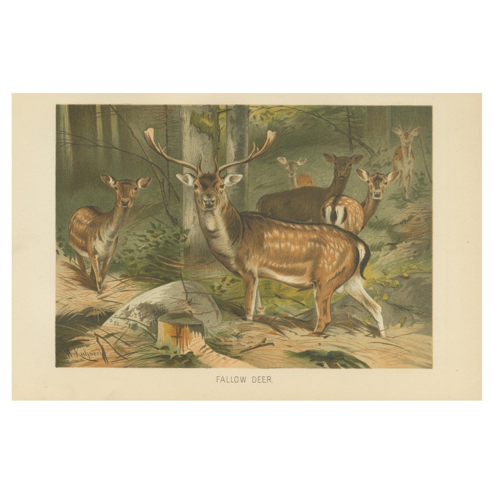 Fallow Deer, Antique European Wildlife Chromolithograph, 1894