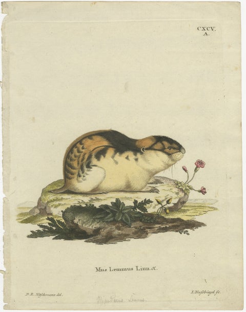 Original Colored Engraving of the Norway Lemming, 1775, view 2